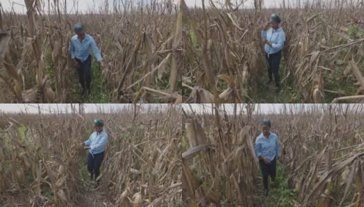 非洲黑人女农民正在研究由于气候变化而被过度降雨和冰雹毁坏的玉米芯高清在线视频素材下载