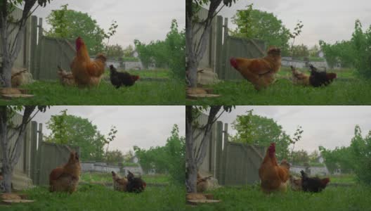 母鸡中有一只棕色的公鸡。后院有家禽。鸡舍里的领导。鸟儿在草地上啃食。高清在线视频素材下载