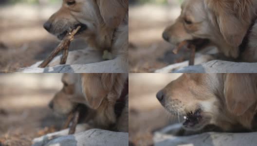 金毛寻回犬在大自然中用棍子清洁牙齿高清在线视频素材下载
