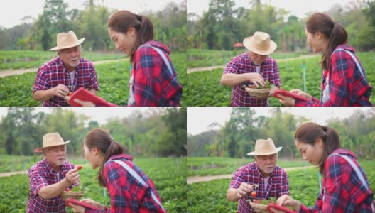 4K年轻的亚洲女人和年长的男人一起在草莓农场工作。高清在线视频素材下载