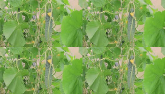 黄瓜是一种挂在绿色叶子上的素食产品。高清在线视频素材下载