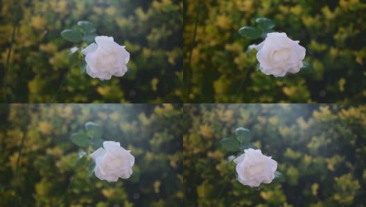 一株白玫瑰在风中摇曳的特写高清在线视频素材下载
