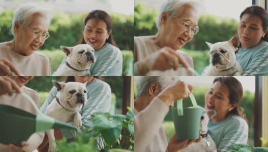 一位年长的妇女和她的女儿一起给植物浇水，她的女儿抱着一只法国斗牛犬。高清在线视频素材下载