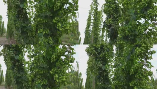 在有风的天气里，在田野上成熟的啤酒花的树枝缠绕在一起高清在线视频素材下载