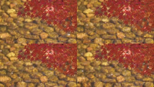 秋叶和美丽河流的意象高清在线视频素材下载