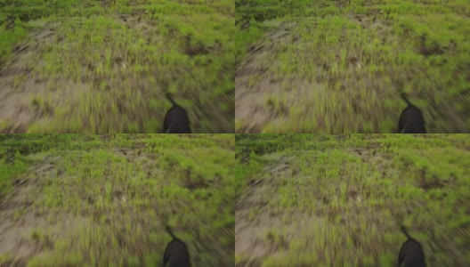 狗在草地上奔跑高清在线视频素材下载