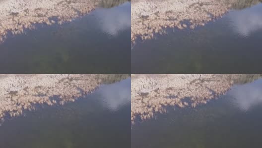美洲白骨顶在湿地游泳高清在线视频素材下载