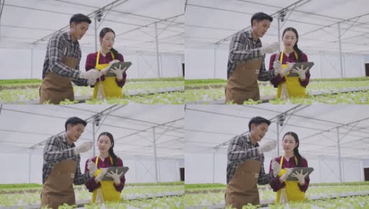 两个亚洲夫妇检查有机蔬菜的质量。水培农场有机新鲜收获蔬菜概念高清在线视频素材下载