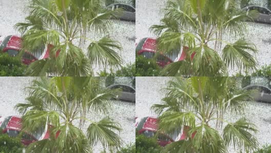 冰雹和雪落在赫尔格达的一棵棕榈树上高清在线视频素材下载