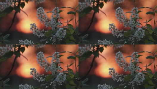 鸟樱桃树，在一个美丽的春天的傍晚，在温暖的日落中盛开的番荔枝高清在线视频素材下载