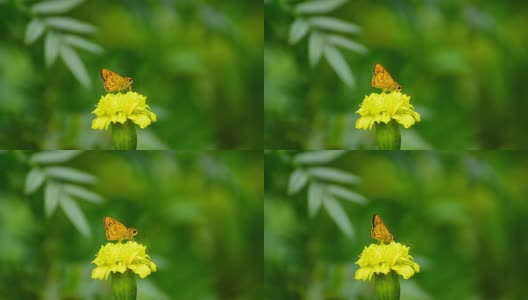 Yellow-banded锥子蝴蝶高清在线视频素材下载