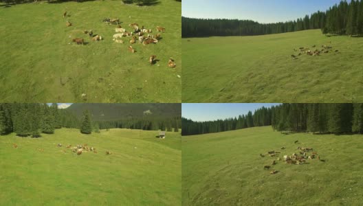 高山国家公园的牛高清在线视频素材下载