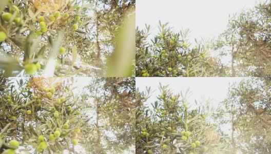 绿色的橄榄树高清在线视频素材下载