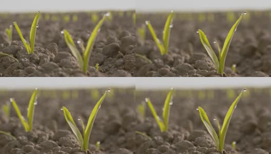 R/F玉米幼苗高清在线视频素材下载