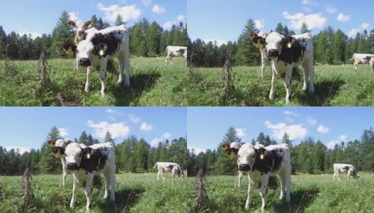 吃着高杏仁和白云石的小牛高清在线视频素材下载