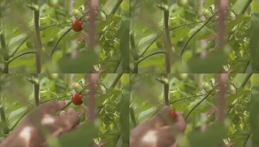 挑选西红柿高清在线视频素材下载