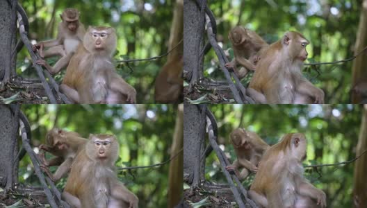 猴子生活在泰国普吉岛的一片天然森林里。高清在线视频素材下载