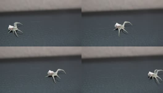 黄花蟹蛛，Misumena Vatia高清在线视频素材下载