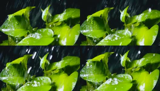 雨滴落在绿色植物上高清在线视频素材下载