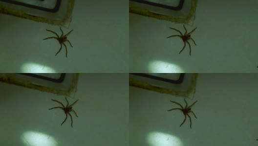 大蜘蛛在公寓房间的白色地板上奔跑。近距离观察地板上的蜘蛛。野生的蛛形纲动物的昆虫高清在线视频素材下载