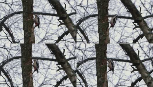 啄木鸟在冬天的森林里敲木头高清在线视频素材下载