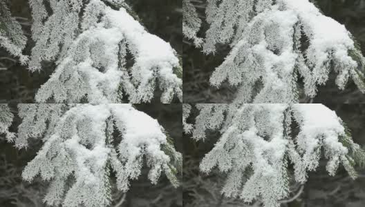 森林在霜冻中。雪后小云杉的特写。高清在线视频素材下载