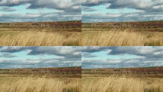 秋天的乡村景观田野上的背景是秋天的森林。黄色的草在风中摇摆。五颜六色的树叶的树。成熟的秋天。秋天的森林里，树叶飘落。保护环境，保护森林资源，保护地球生态。气候变暖高清在线视频素材下载