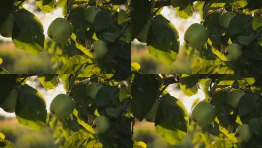 新鲜的苹果在花园里的树枝上高清在线视频素材下载