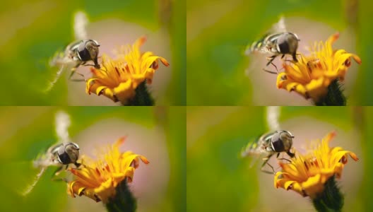 黄蜂采集花蜜的慢动作。高清在线视频素材下载