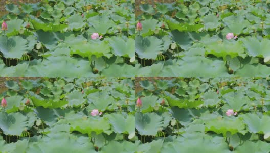 莲花在雪儿公园宽镜头标准聚焦高清在线视频素材下载