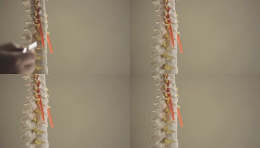 一个脊椎的复制品特写高清在线视频素材下载