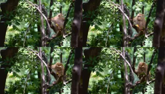 猴子生活在泰国普吉岛的一片天然森林里。高清在线视频素材下载