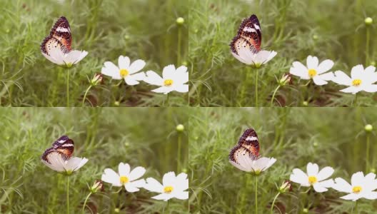 美丽的蝴蝶在花上吮吸着甜蜜和哺育。高清在线视频素材下载