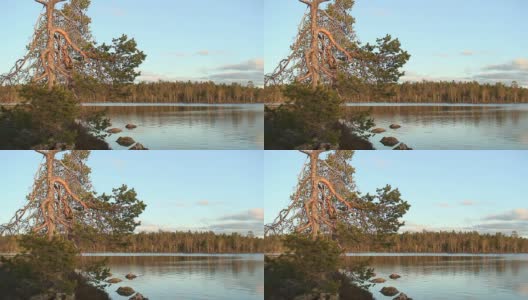日落时分芬兰拉普兰的松树高清在线视频素材下载