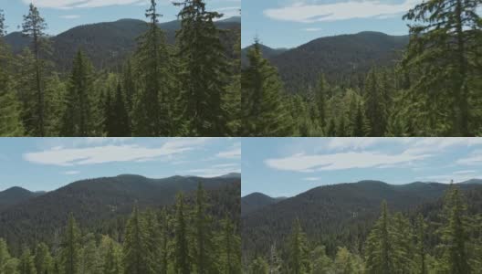 山顶山峦鸟瞰图茂密的绿色云杉林上的斜坡无人机打开在夏天日出和蓝天，云。山区的针叶林。新鲜和干净的空气。自然高清在线视频素材下载