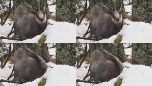 意大利大帕拉迪索国家公园，雪地里的岩羚羊高清在线视频素材下载