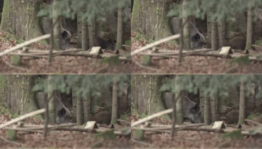 德国森林里的野猪高清在线视频素材下载