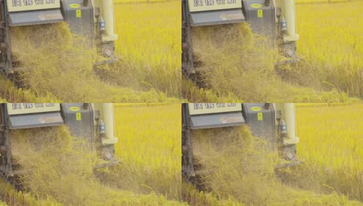 农田机械收获水稻的场景高清在线视频素材下载