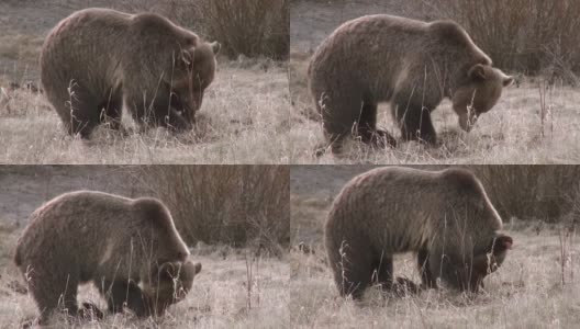 棕熊挖根吃高清在线视频素材下载