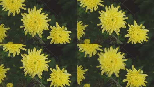 Beautiful chrysanthemums flowers on the garden高清在线视频素材下载