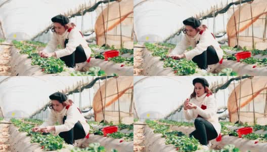 亚洲游客在农场里吃草莓高清在线视频素材下载