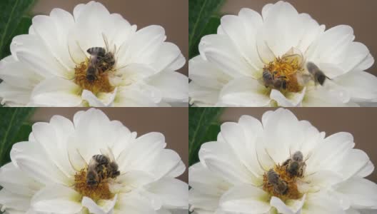 蜜蜂从白花中采集花蜜高清在线视频素材下载