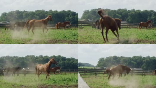 慢动作拍摄的一匹马奔跑，嬉戏，和在一个绿色的，在一个农场的围栏内的牧场上跳跃在一个阳光明媚的早晨高清在线视频素材下载