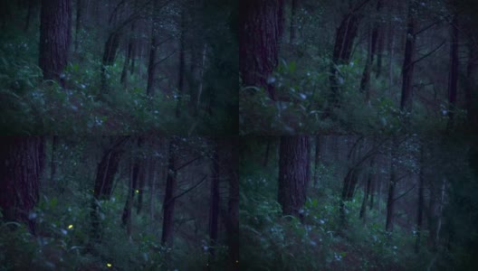 萤火虫在夜森林高清在线视频素材下载