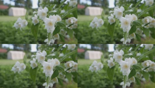 特写的小枝与美丽的雪白的茉莉花在花园里。盛开的茉莉花分支。植物、细节、自然高清在线视频素材下载