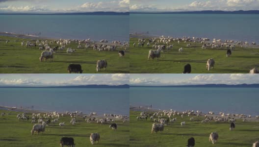 中国青海湖附近的羊和牦牛。高清在线视频素材下载