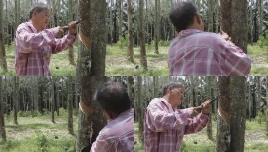 农业-橡胶树种植高清在线视频素材下载