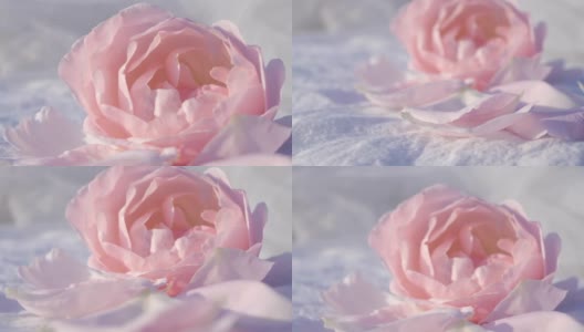 粉红玫瑰背景，宁静的自然背景高清在线视频素材下载