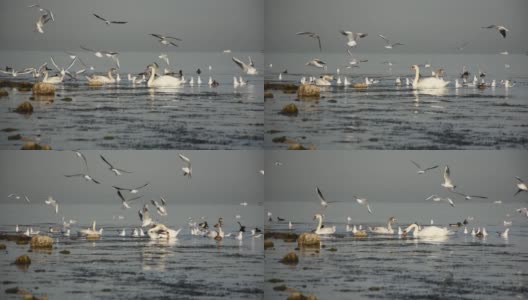 白天鹅在海里游泳。美丽的鸟儿来到塞瓦斯托波尔过冬。高清在线视频素材下载