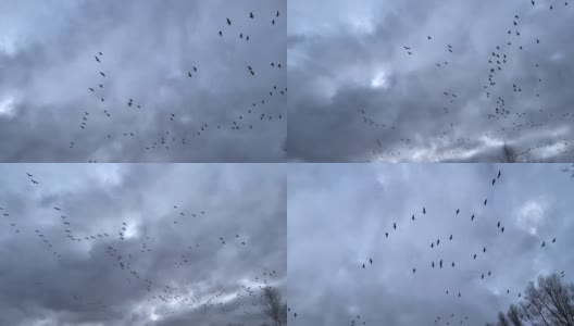 许多灰色的大雁在多云的天空飞翔高清在线视频素材下载